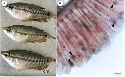 Co-infection of Candidatus Piscichlamydia Trichopodus (Order Chlamydiales) and Henneguya sp. (Myxosporea, Myxobolidae) in Snakeskin Gourami Trichopodus pectoralis (Regan 1910)